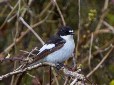 Gobemouche noir